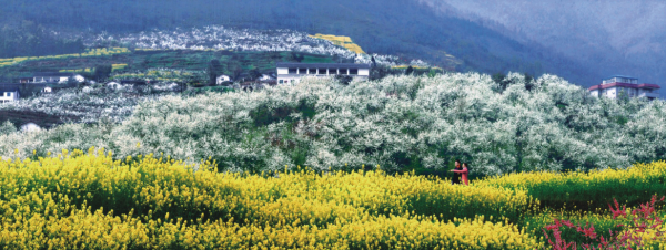 春沐梨山.png