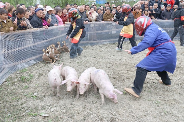 蒙上双眼抓猪和鸭。绵竹市融媒体中心供图