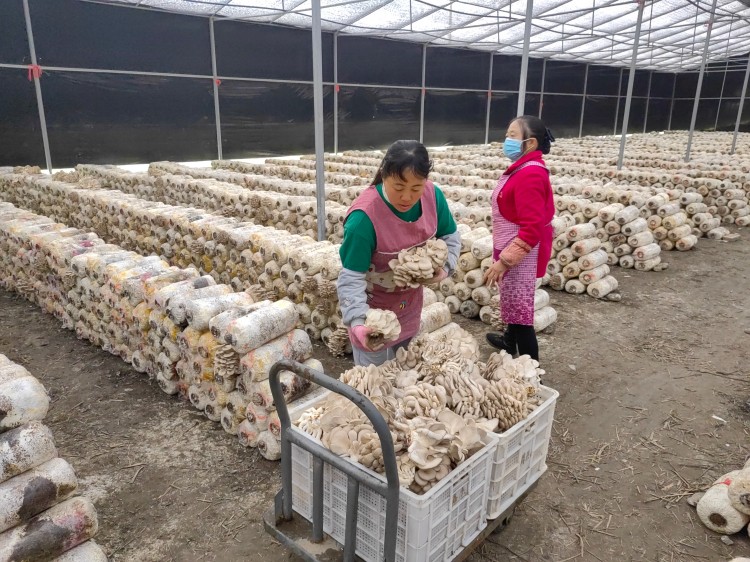 清泉香菌种植基地。绵竹市融媒体中心供图